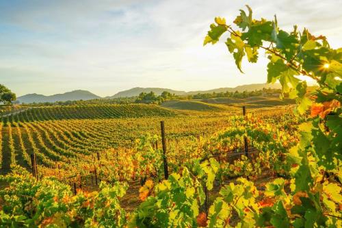 A scenic vineyard at sunset, with rows of grapevines and mountains in the background under a golden sky.
