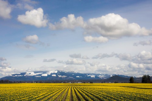 A vibrant yellow field stretches towards snow-capped mountains under a cloudy blue sky.