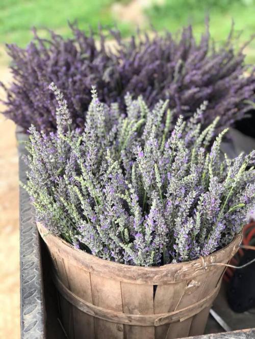 A wooden basket filled with vibrant purple lavender flowers, set against a blurred green background.