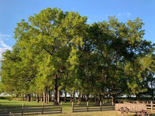 A large, lush green tree stands in a field, surrounded by a wooden fence and a clear blue sky.