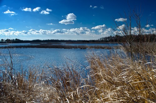 A serene landscape featuring a calm blue lake, tall grasses, and a clear sky with fluffy clouds.