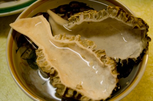 A bowl containing two large, irregularly shaped sea cucumbers submerged in water.