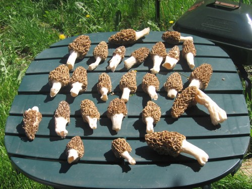 A collection of morel mushrooms arranged on a green table, surrounded by grass and dandelions.