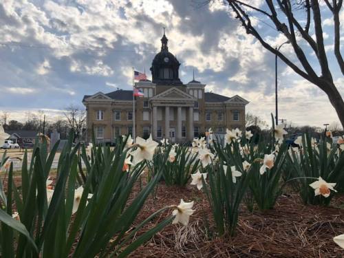 A historic courthouse with a clock tower, surrounded by blooming daffodils and a cloudy sky.