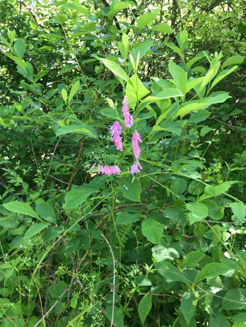 A cluster of pink flowers surrounded by lush green foliage in a natural setting.