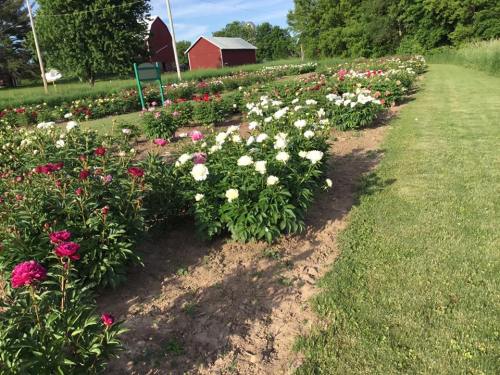 A vibrant flower garden with blooming peonies in various colors, bordered by green grass and trees in the background.