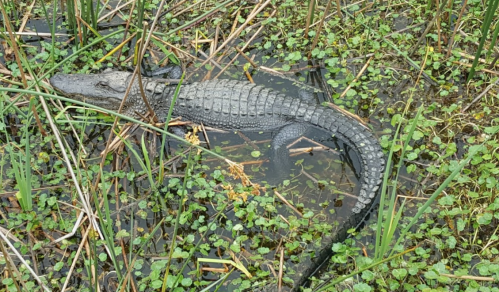 A crocodile resting in shallow water surrounded by green vegetation and reeds.