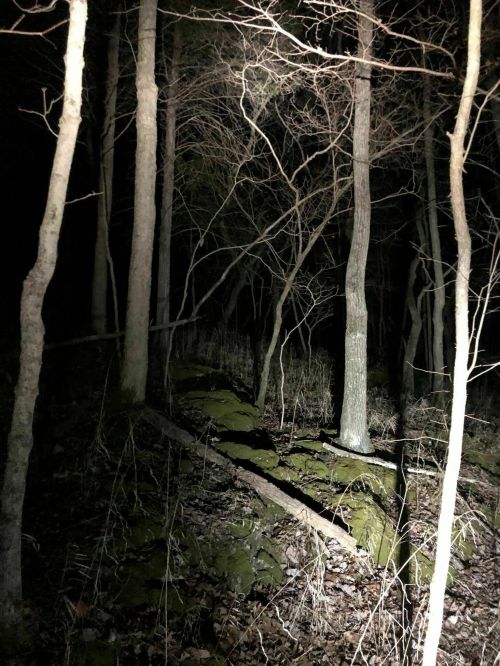 A dark forest scene with bare trees and moss-covered ground, illuminated by a flashlight.