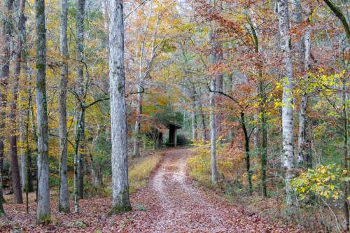 A winding dirt path through a forest with autumn foliage and a small structure in the distance.