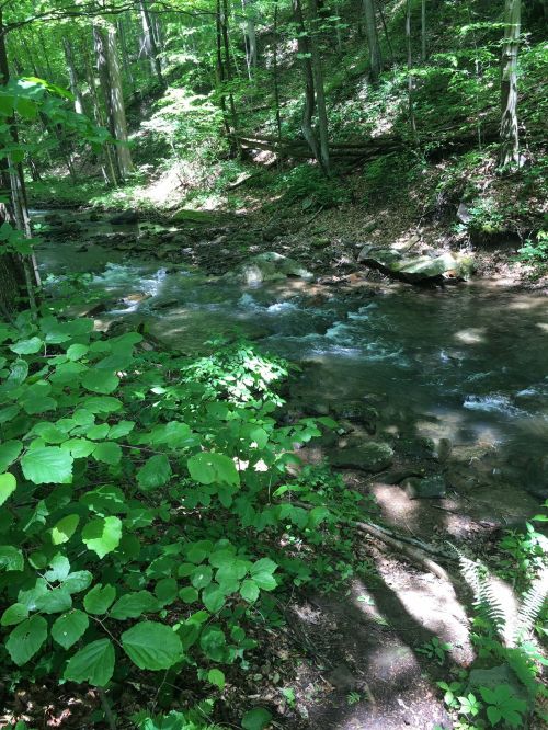 A serene forest scene featuring a flowing stream surrounded by lush green foliage and sunlight filtering through the trees.