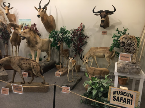 Taxidermy display of various African animals in a museum setting, labeled with names and a "Museum Safari" sign.