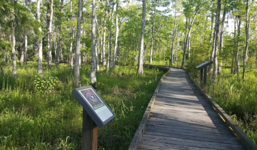 A wooden boardwalk winds through a lush green forest with informational signs along the path.