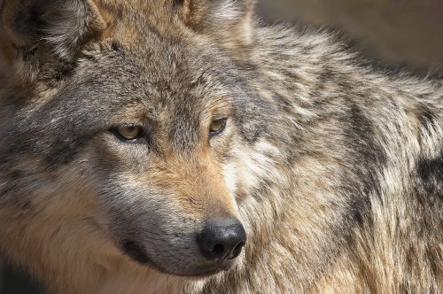 Close-up of a wolf's face, showcasing its fur texture and intense gaze.