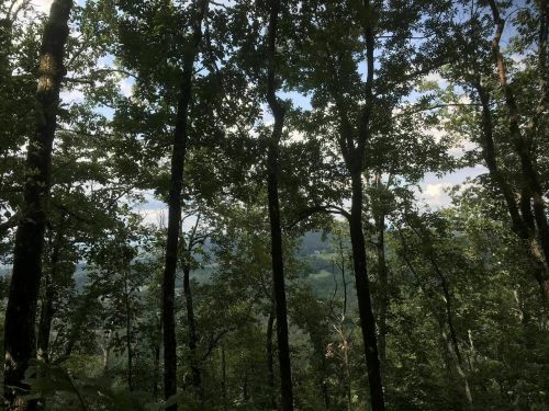 A dense forest with tall trees, sunlight filtering through the leaves, and a distant mountain view under a blue sky.