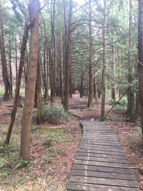 A wooden path winding through a dense forest of tall trees and lush greenery.