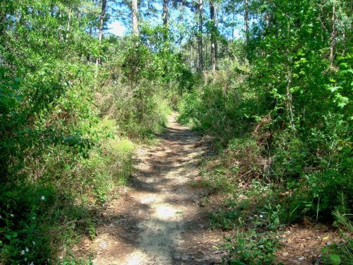 A narrow dirt path winding through a lush, green forest with trees and underbrush on either side.