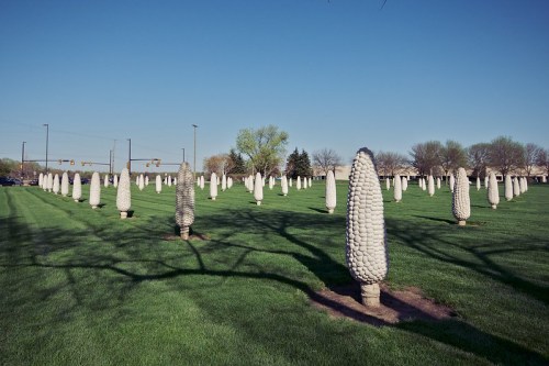 A field of uniquely shaped trees resembling corn cobs, set against a clear blue sky and green grass.