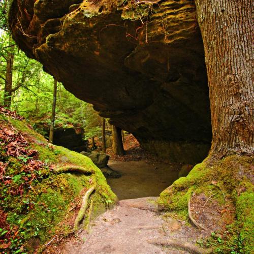 A moss-covered path leads to a rocky overhang surrounded by lush green trees in a serene forest setting.