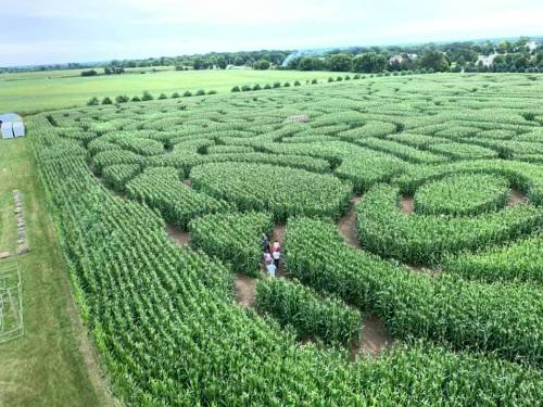 Aerial view of a corn maze with intricate patterns, surrounded by lush green fields and a few people inside.