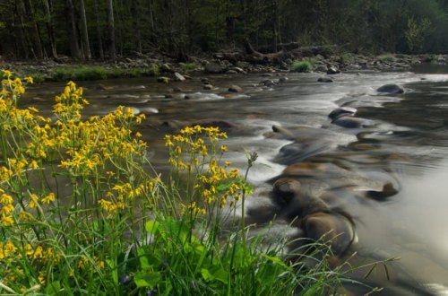 A serene river flows over smooth stones, bordered by vibrant yellow wildflowers and lush green grass.