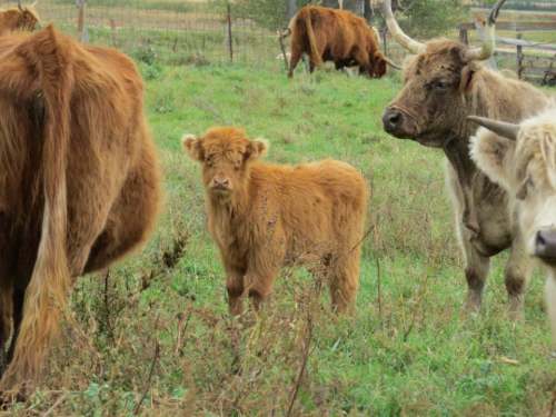 A group of cows in a grassy field, featuring a young calf with fluffy orange fur standing among them.