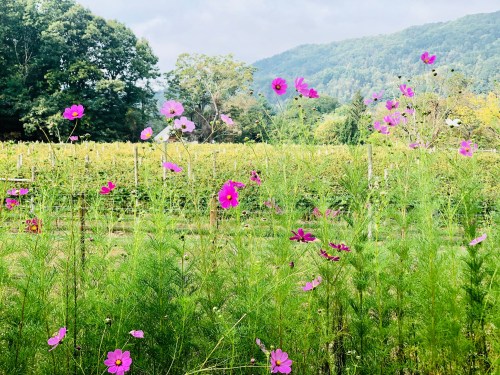 A field of vibrant pink and white flowers in front of a lush green vineyard and rolling hills in the background.