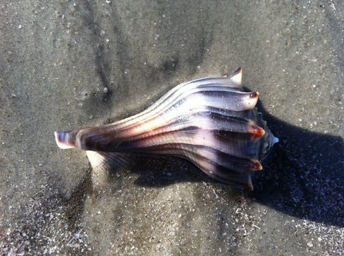 A large, intricately patterned seashell resting on wet sand, with sunlight casting shadows on its surface.