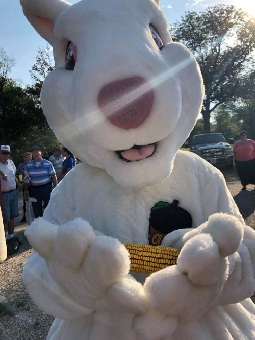 A large, friendly white rabbit mascot holds a bowl of corn, surrounded by people in a sunny outdoor setting.