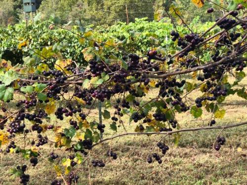 A close-up of grapevines laden with ripe purple grapes, surrounded by green leaves in a vineyard setting.