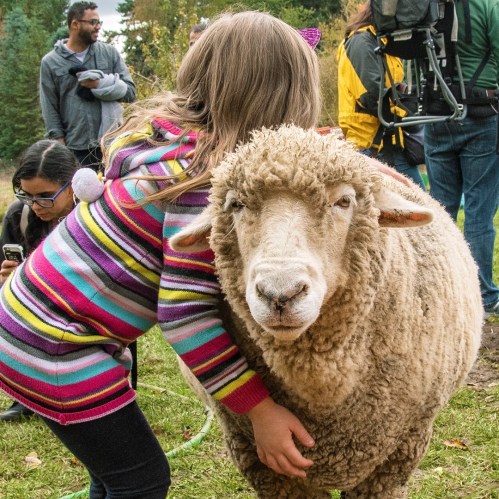 A child in a striped sweater hugs a fluffy sheep, surrounded by people in a natural setting.