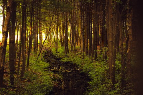 A serene forest scene with tall trees, a rocky stream, and soft light filtering through the foliage.
