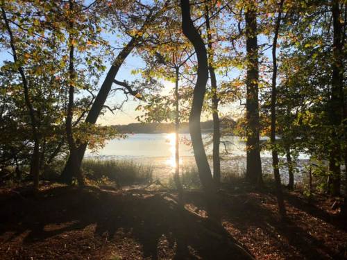 Sunlight filters through trees by a serene lake, surrounded by autumn foliage and a calm water surface.