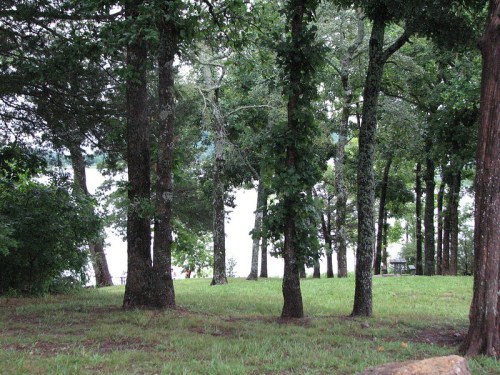 A serene lakeside scene with tall trees and lush green grass, creating a peaceful natural setting.