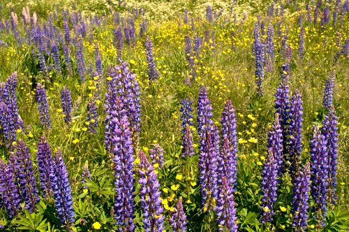 A vibrant field of purple lupine flowers interspersed with yellow wildflowers under a sunny sky.
