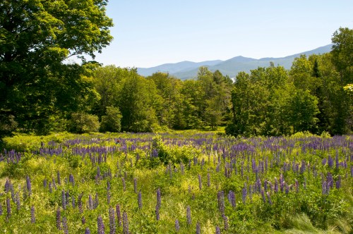 A vibrant field of purple lupines surrounded by lush green trees and distant mountains under a clear blue sky.