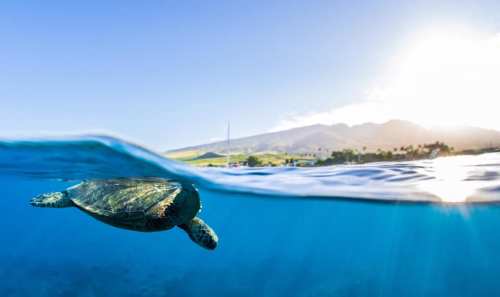 A sea turtle swims just below the water's surface, with a bright sun and mountains in the background.