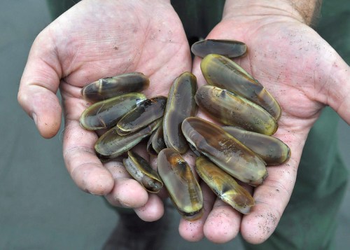 A person holds a collection of shiny, elongated clams in their hands, with some dirt visible on their palms.