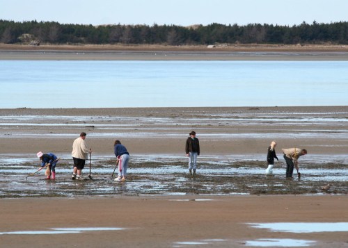 A group of people exploring a tidal flat, digging and searching for marine life along the shore.