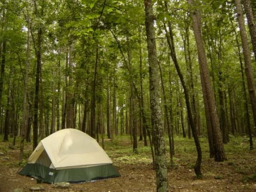 A tent set up in a lush green forest surrounded by tall trees and undergrowth.
