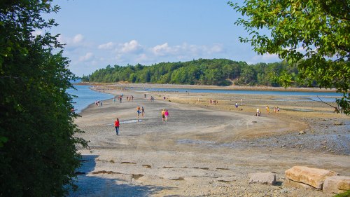 People walking along a sandy shore with trees in the background and a clear blue sky.