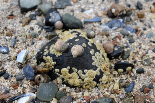 A rocky surface covered with small shells and barnacles, surrounded by various pebbles and sand.