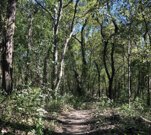 A serene forest path surrounded by tall trees and lush greenery under a clear blue sky.