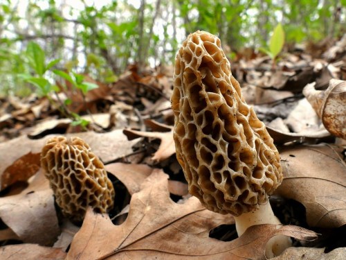 Two morel mushrooms emerging from the ground, surrounded by fallen leaves and greenery in a forest setting.