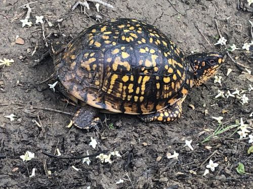 A colorful turtle with a patterned shell crawls on the ground surrounded by small white flowers.