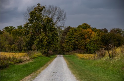 A gravel road lined with trees in autumn colors, leading into a cloudy sky.