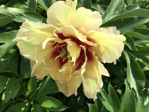 A large, pale yellow flower with red accents, surrounded by lush green leaves.