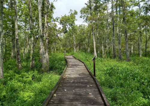 A wooden boardwalk winding through a lush green forest with tall trees and dense foliage.