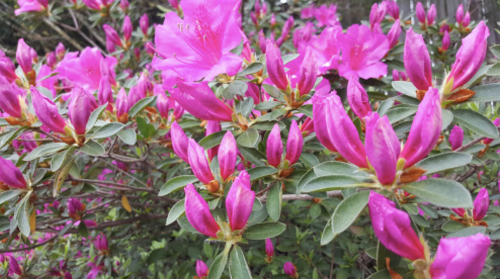 Vibrant pink azalea flowers blooming among lush green leaves in a garden setting.