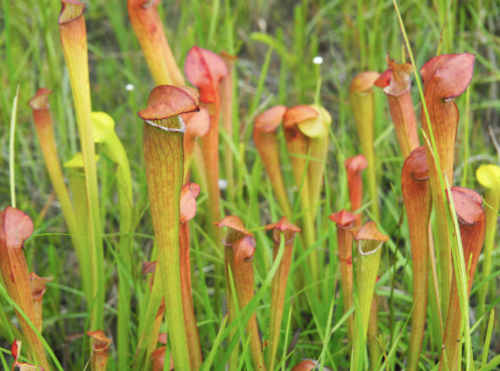 A cluster of vibrant pitcher plants with red and yellow hues, surrounded by green grass in a natural setting.