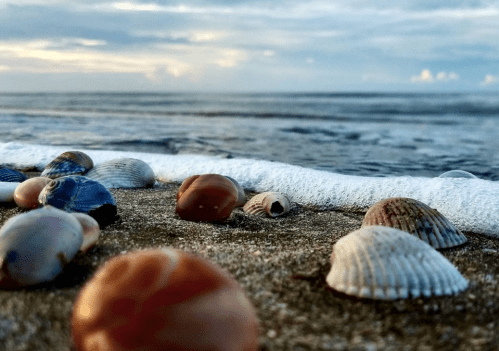 Close-up of various seashells on sandy beach, with gentle waves lapping at the shore under a cloudy sky.